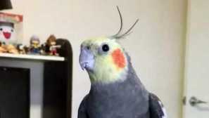 Dítě se rozhodlo, že ho koroell chce nahradit. True se ukázalo být neočekávaný